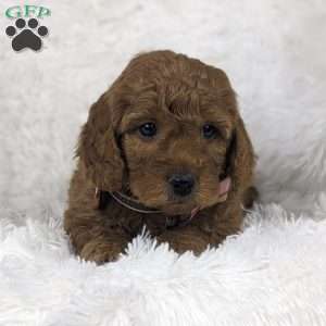 Petal, Mini Goldendoodle Puppy